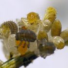 Die Marienkäfer schlüpfen 2 - ein seltener Anblick der Variablen Flach-Marienkäfer 