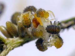 Die Marienkäfer schlüpfen - ein seltener Anblick der Variablen Flach-Marienkäfer 