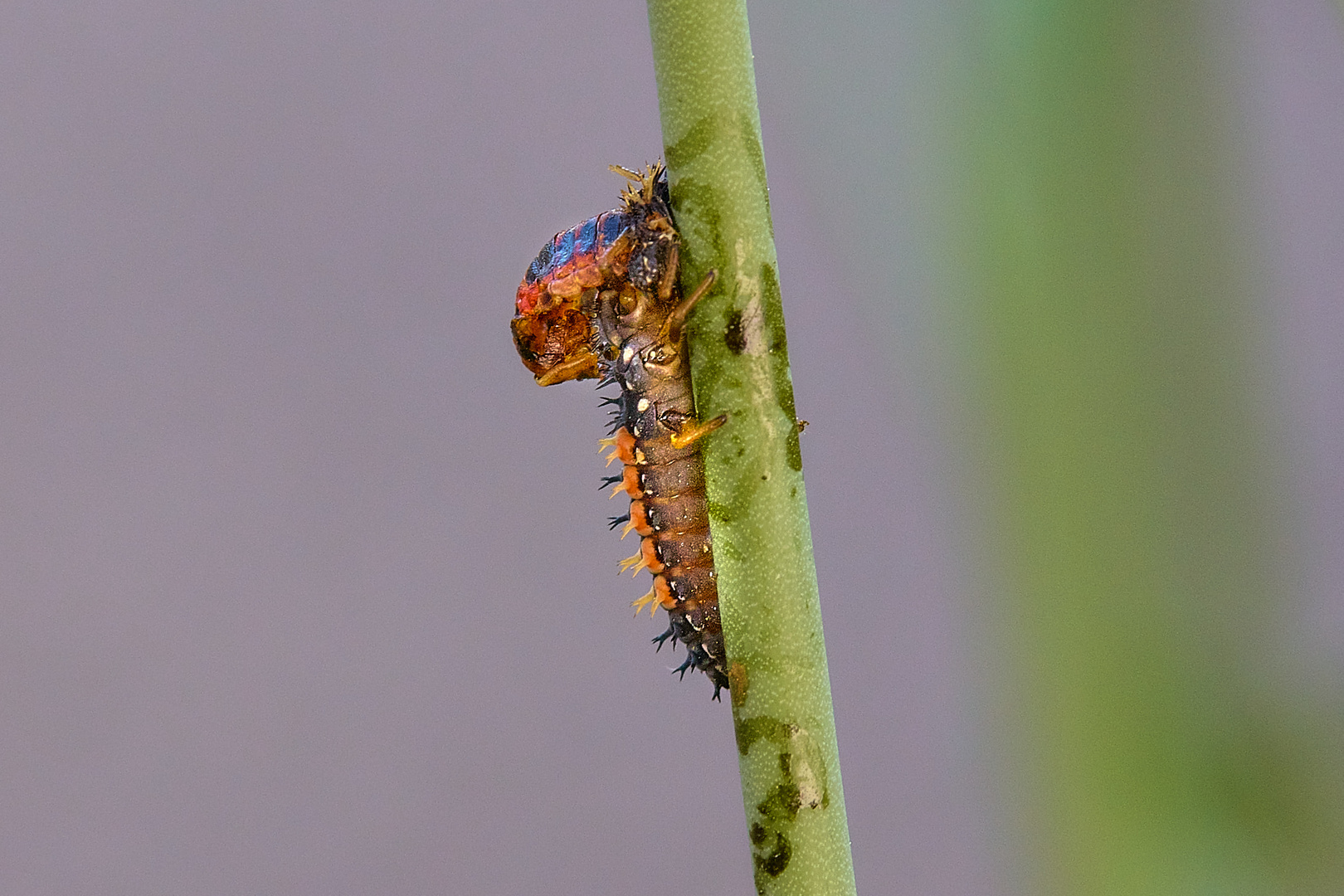 die Marienkäfer sind los - Larve eines Marienkäfer