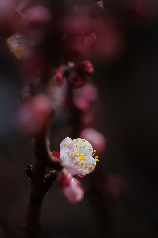 Die Marillenblütenzeit...