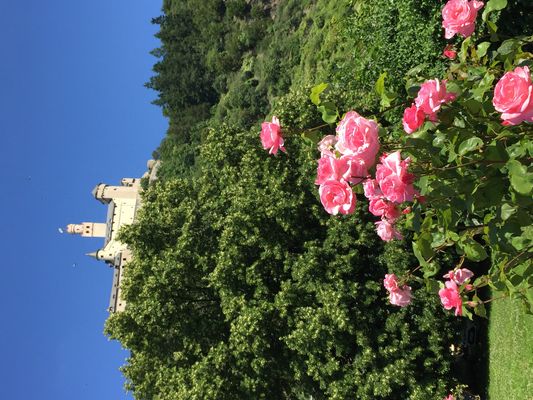 Die Marksburg mit den Rosen