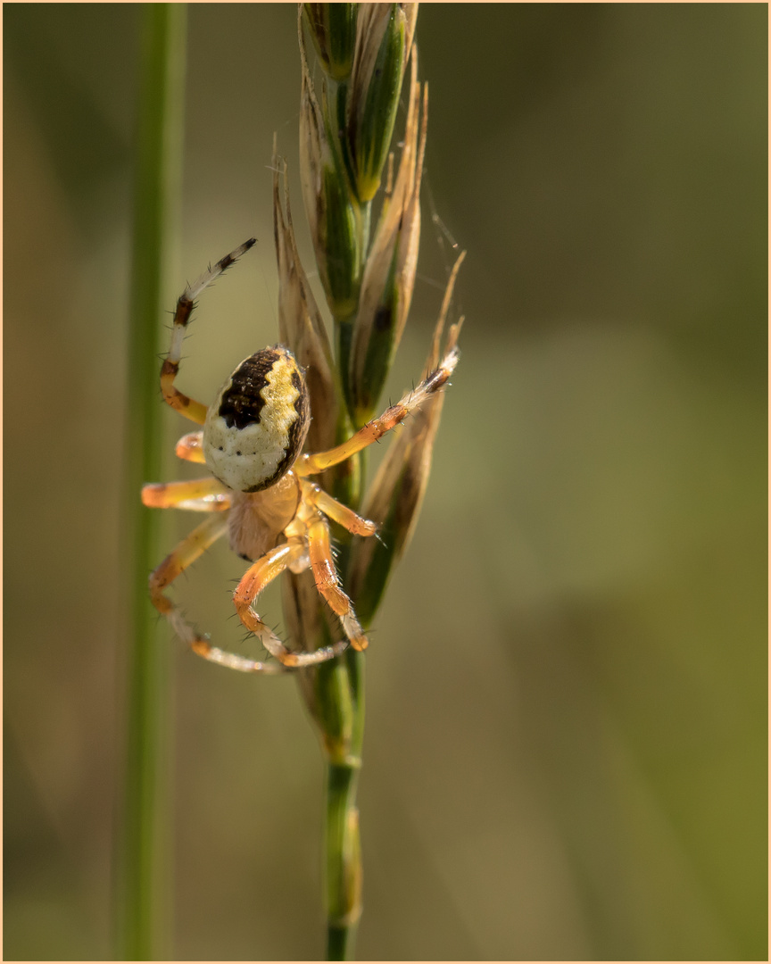 die Marmorierte Kreuzspinne - marmoreus pyramidatus -