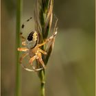 die Marmorierte Kreuzspinne - marmoreus pyramidatus -