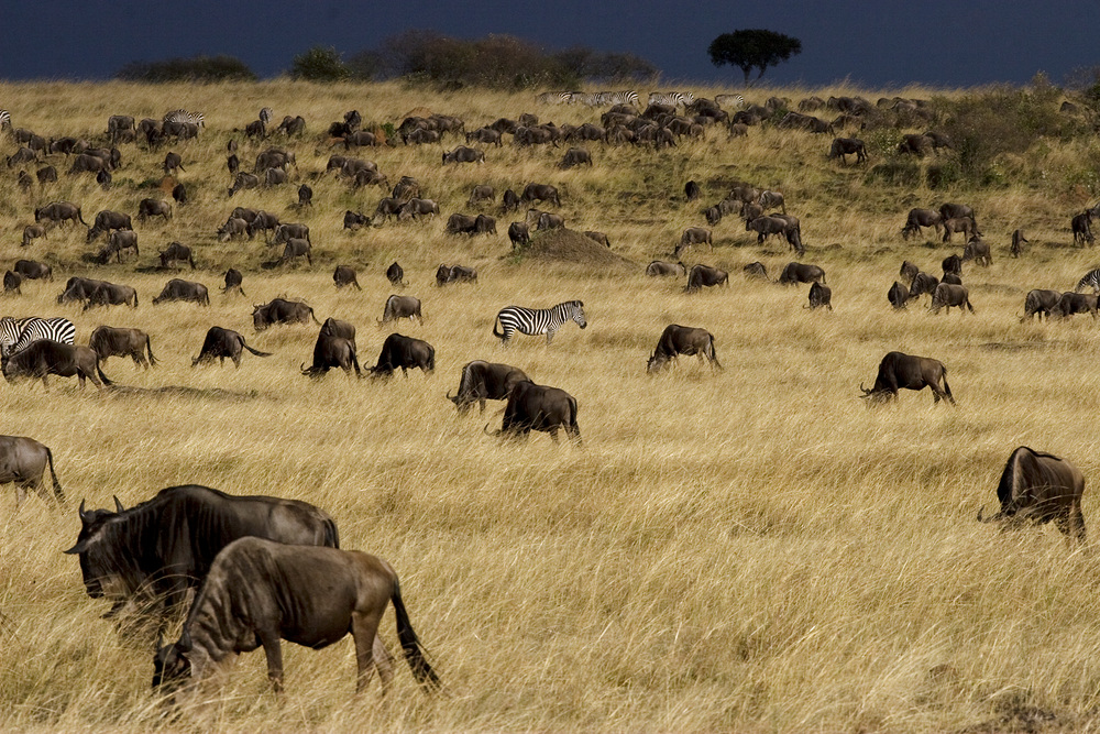 Die Masai Mara lebt