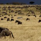 Die Masai Mara lebt