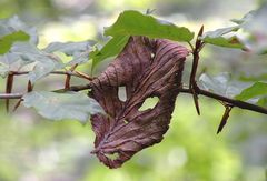 Die Maske des Herbsts 2009