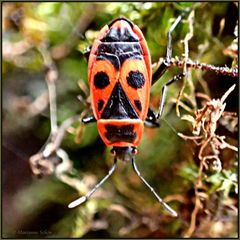 Die Maske... passend zum 11.11.2024