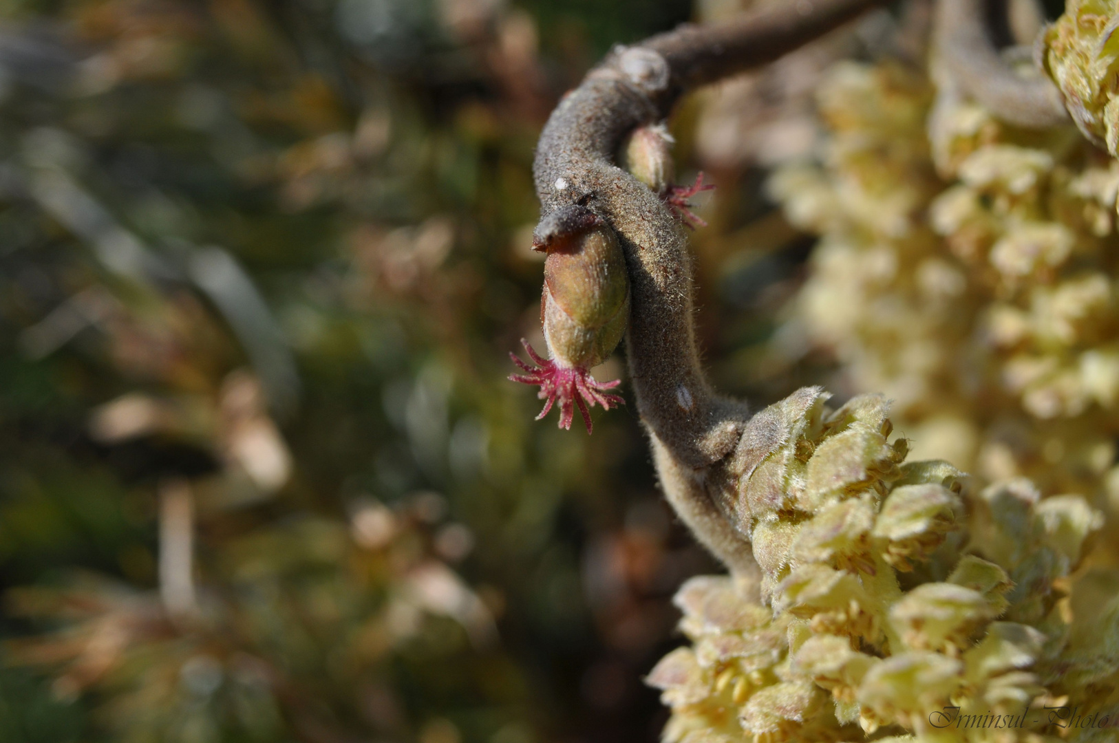 Die Masse der Pollen findet auch das kleinste Weibchen.....