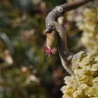 Die Masse der Pollen findet auch das kleinste Weibchen.....