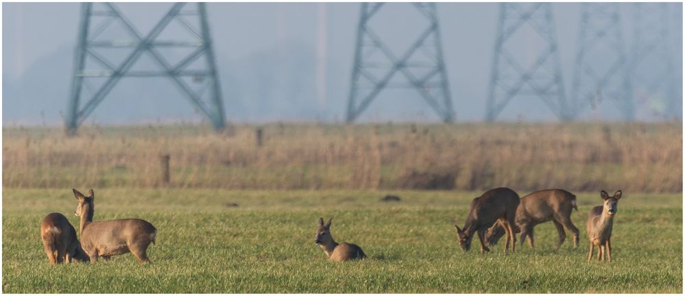 die Masten stören die Rehe nicht