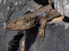 Die " Mauer-Eidechse" von Teneriffa