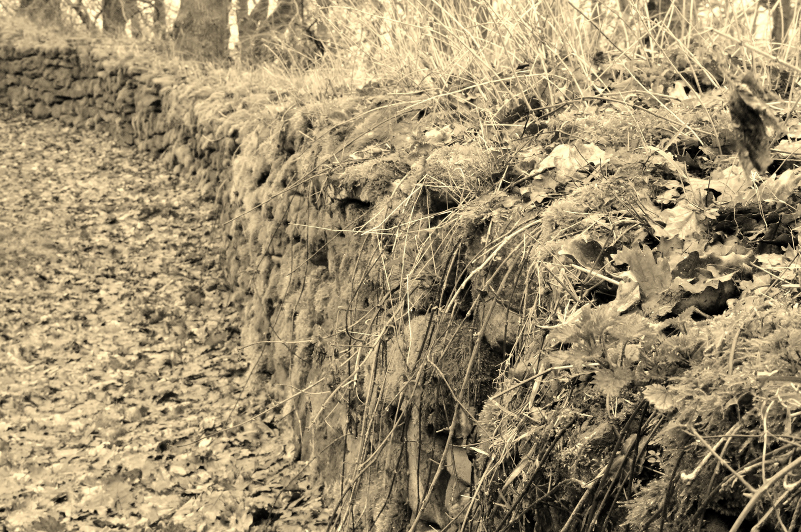 die Mauer im Wald