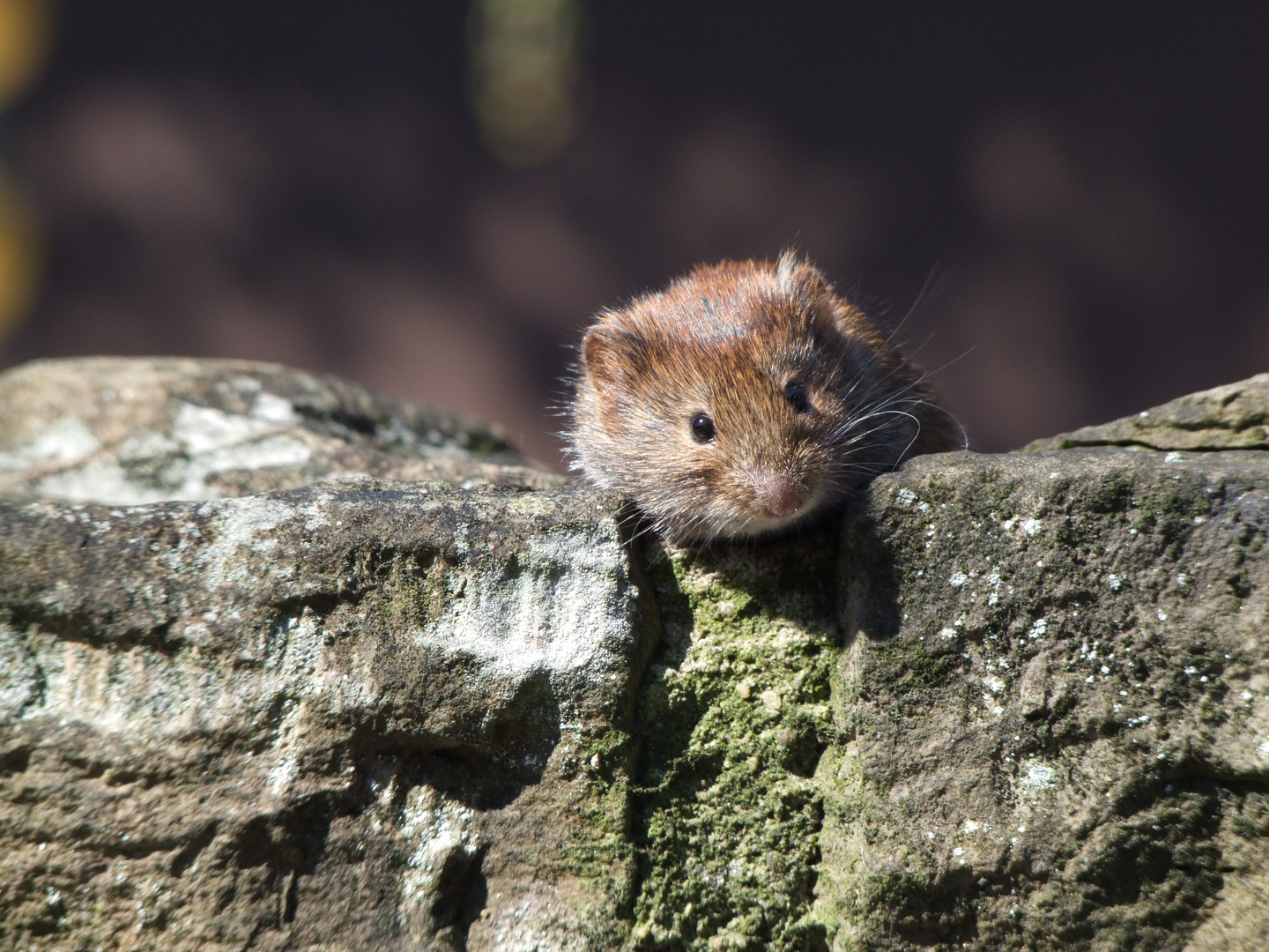 die Mauer mit der Maus