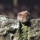 die Mauer mit der Maus