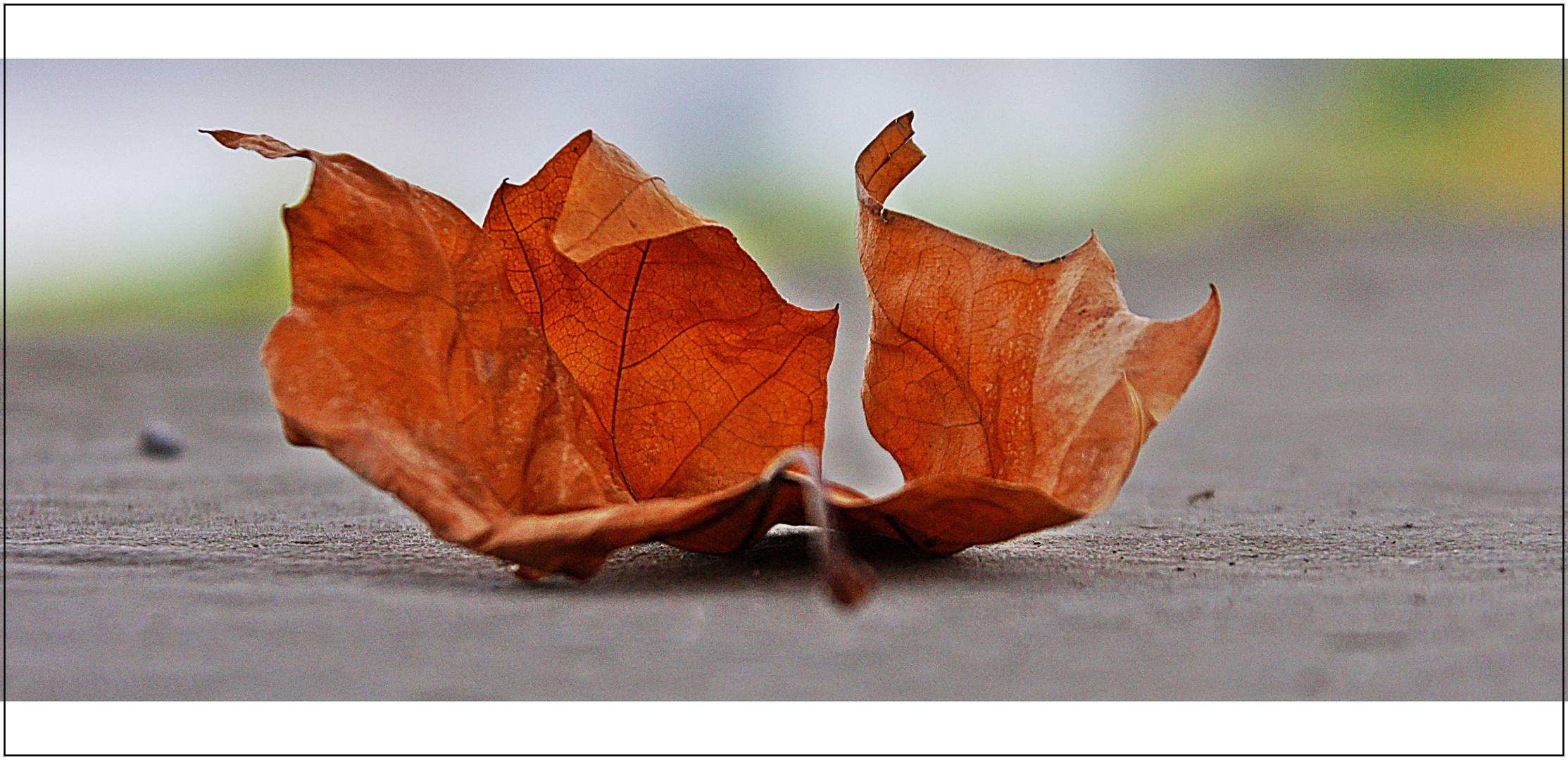 Die Mauer und das Blatt