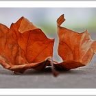 Die Mauer und das Blatt