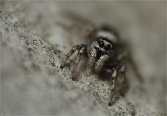 Die Mauer-Zebraspringspinne ...