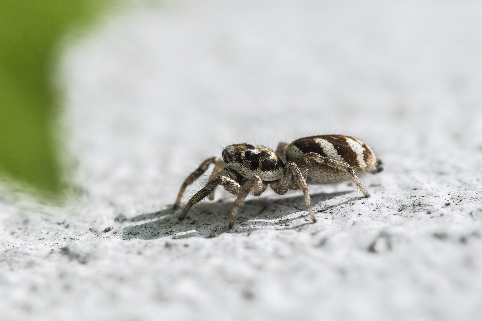 Die Mauer-Zebraspringspinne