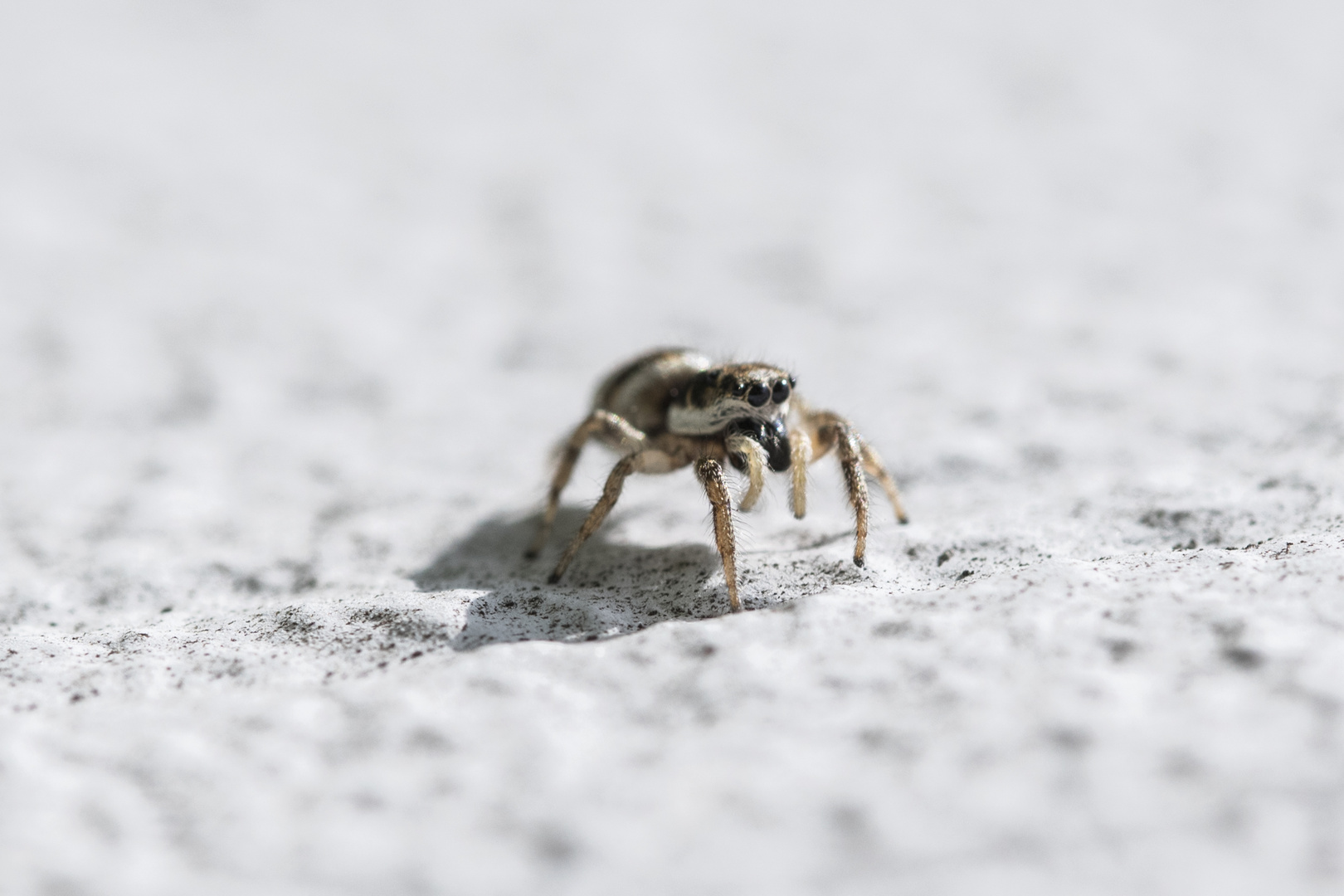 Die Mauer-Zebraspringspinne