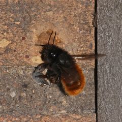 Die Mauerbiene Osmia cornuta am Nest