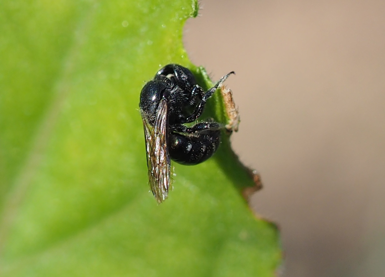 Die Mauerbiene Osmia leucomelana beim Zubereiten von Pflanzenmörtel