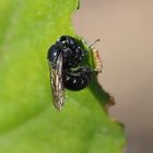 Die Mauerbiene Osmia leucomelana beim Zubereiten von Pflanzenmörtel