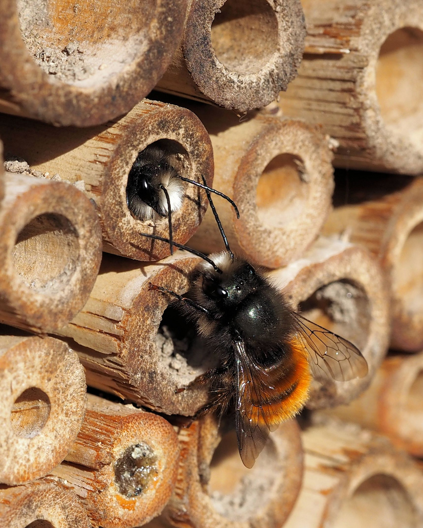 Die Mauerbienen Männer sind schon geschlüpft ...