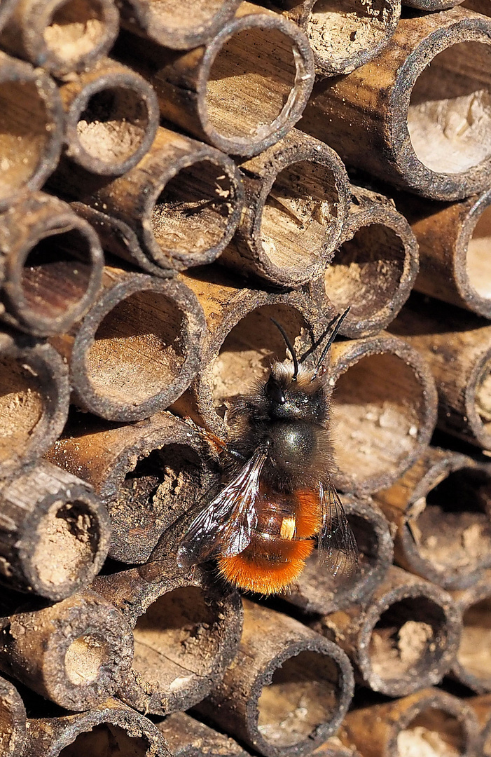 Die Mauerbienen sind aktiv ...