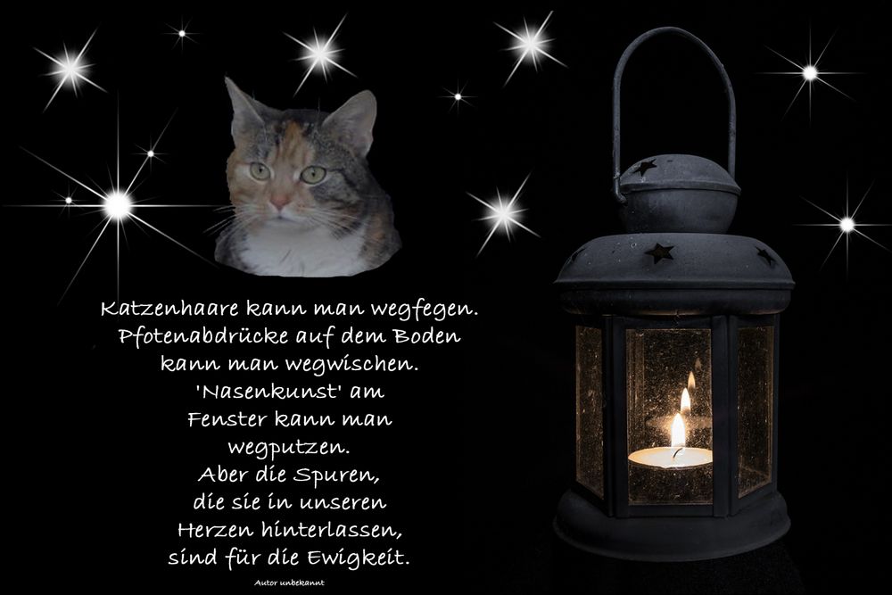 Die Maunz Katzengewerkschaft trauert Foto & Bild trauer, katze, maunzgewerkschaft Bilder