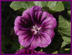 Die Mauretanische Malve (Malva sylvestris var. mauritiana) blüht auch noch einmal