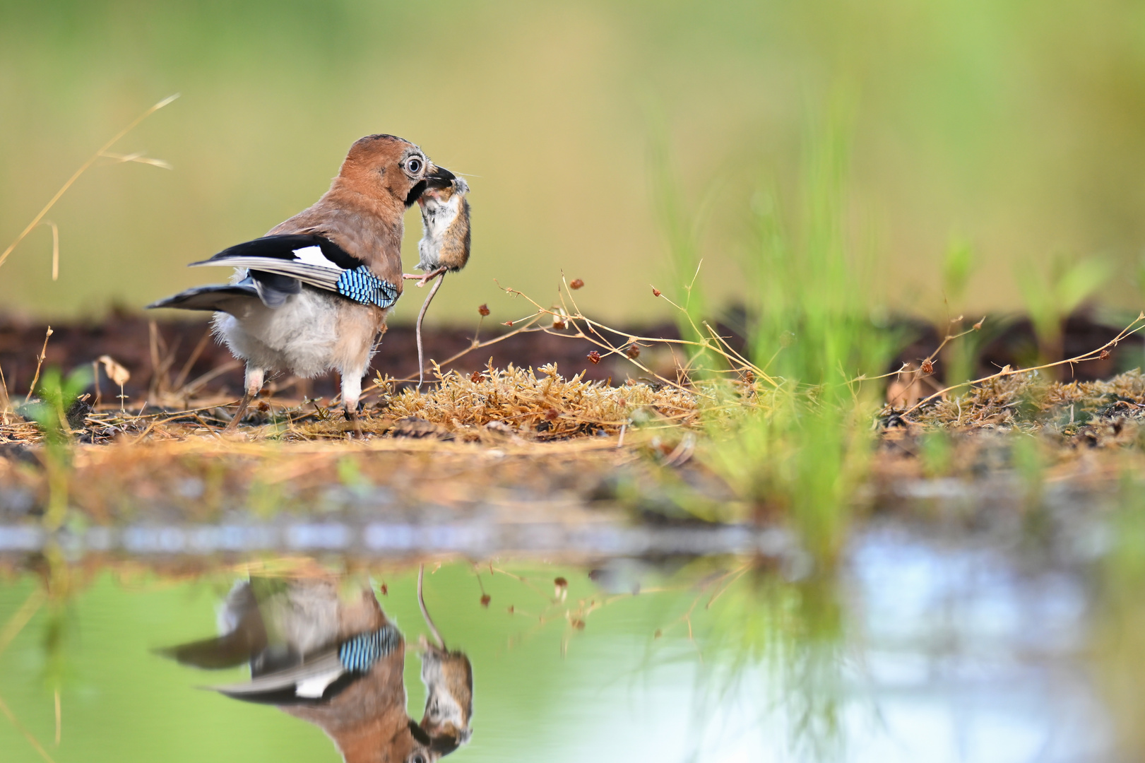 die Maus.. Foto & Bild tiere, wildlife, wild lebende vögel Bilder auf