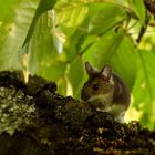 Die Maus auf dem Kirschenbaum