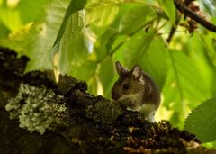 Die Maus auf dem Kirschenbaum