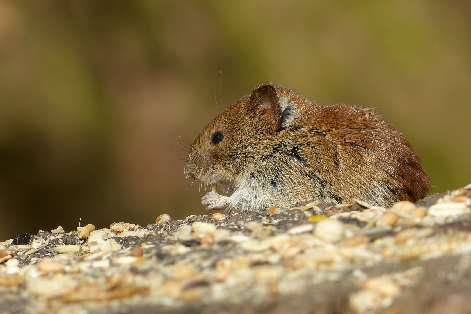 Die Maus der Drachenschlucht