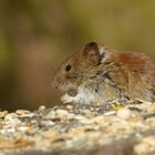 Die Maus der Drachenschlucht