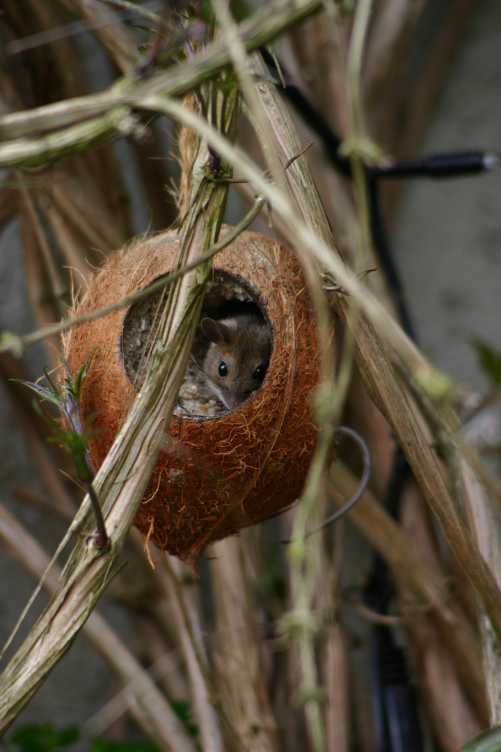 Die Maus der Kokosnuss 1