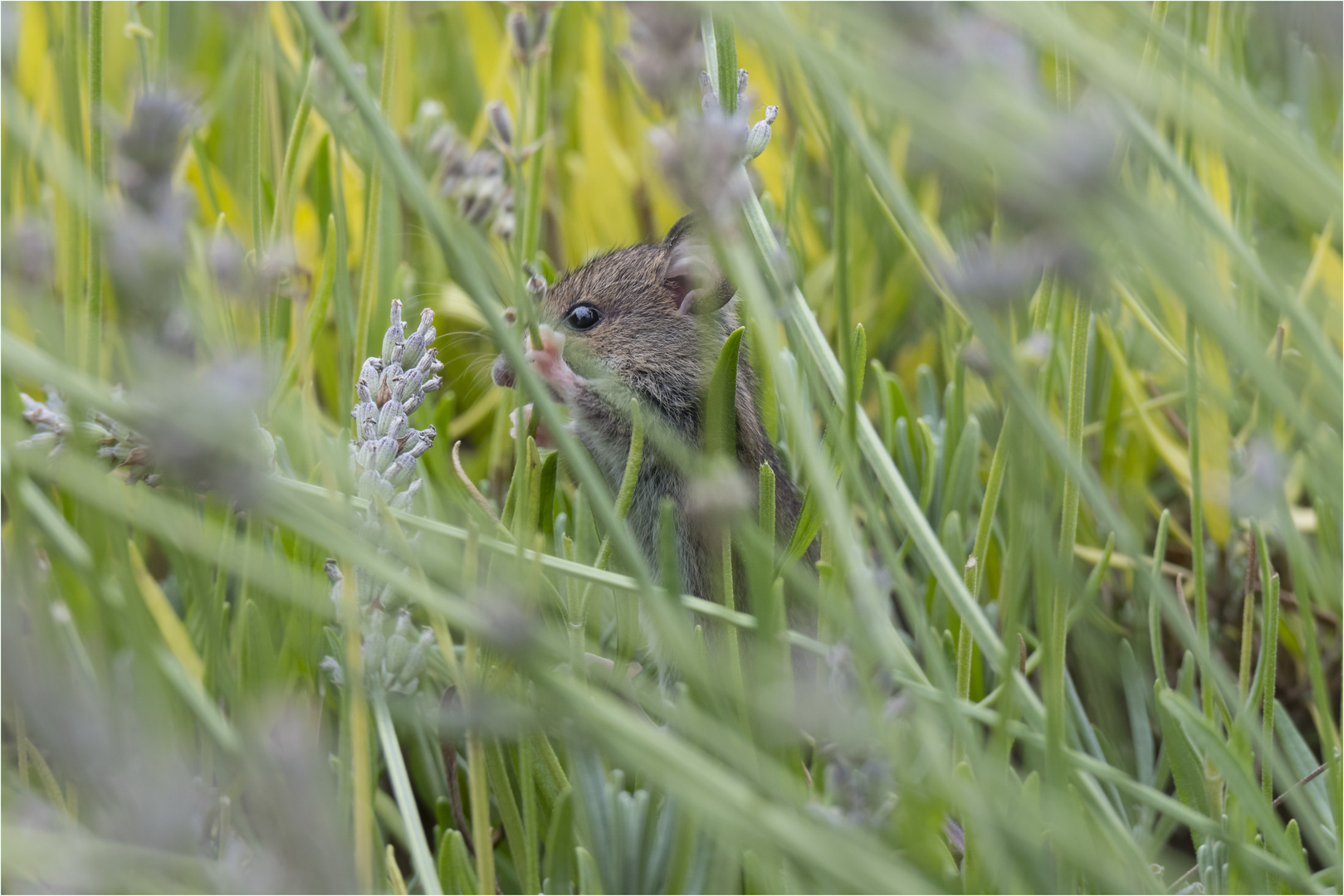 Die Maus, die den Lavendel so sehr mag