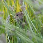 Die Maus, die den Lavendel so sehr mag