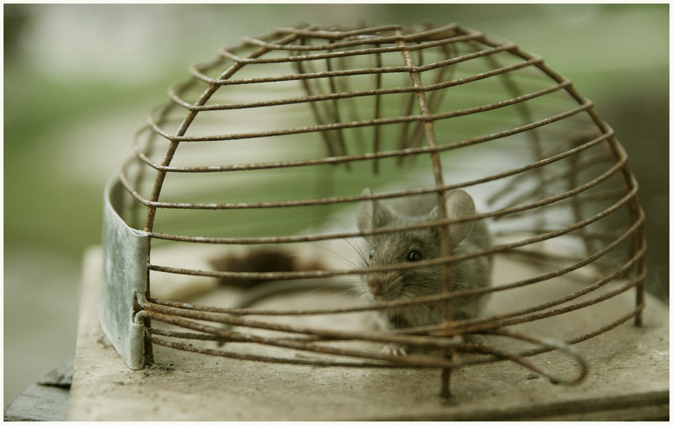 Die Maus, die unter meinem Kühlschrank wohnte