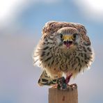 DIE MAUS GEHÖRT MIR !!!