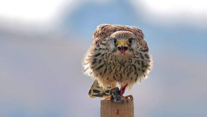 DIE MAUS GEHÖRT MIR !!!