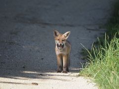 Die Maus hat nicht überlebt