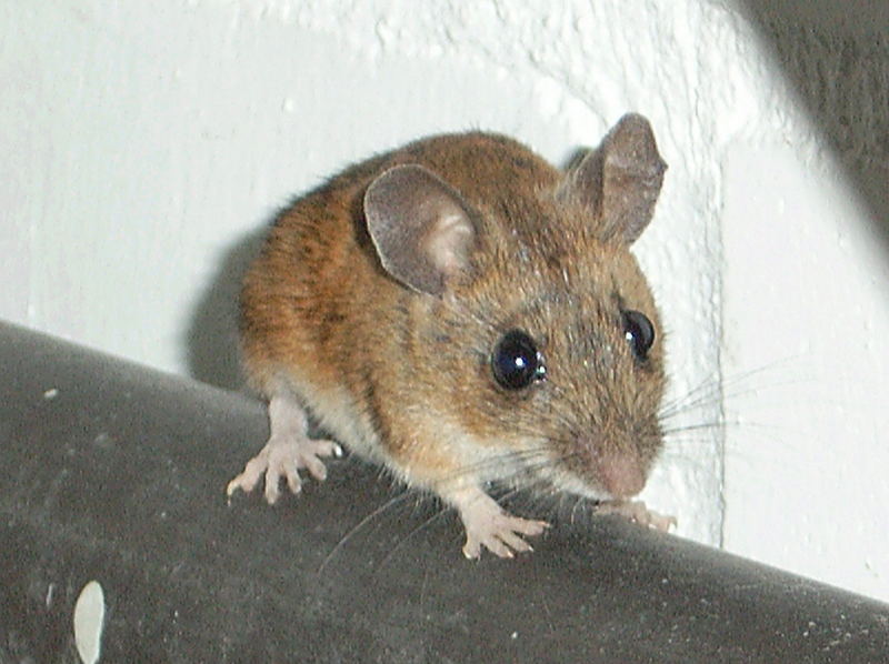 Die Maus im Haus...Hausmaus ?