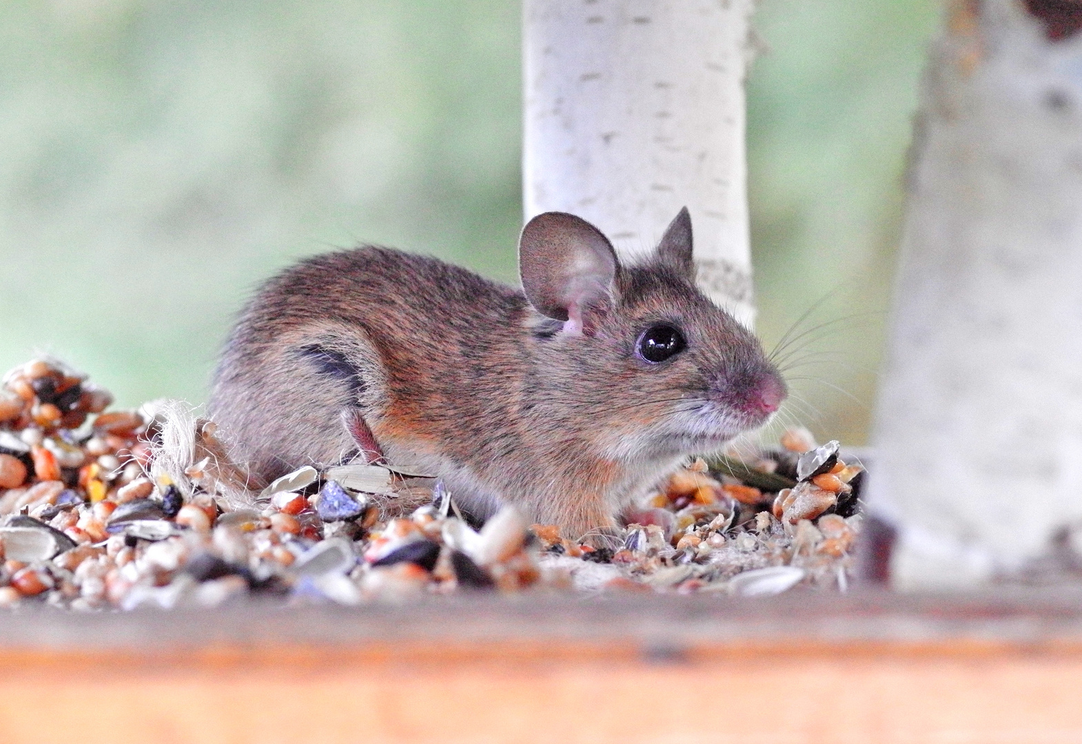 Die Maus im Vogelhaus