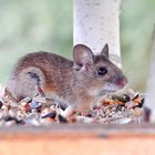 Die Maus im Vogelhaus