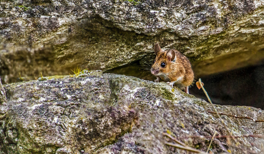 Die Maus in Nachbar's Garten