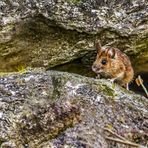 Die Maus in Nachbar's Garten