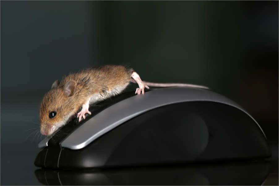 Die Maus ist zwar für Linkshänder geeignet, aber doch einen kleinen Tick zu gross !