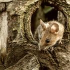 Die Maus schaut aus ihrem Haus heraus!!