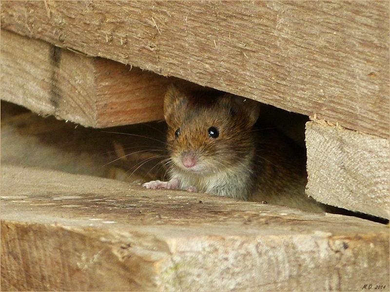 Die Maus schien mich freundlich anzulächeln...